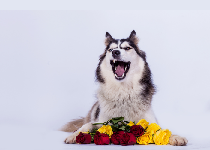 Animal Teeth: Some Surprising Observations - Cheadle Dental Blog » Cheadle Dental Blog Animal Teeth: Some Surprising Observations - Cheadle Dental Blog » Cheadle Dental Blog