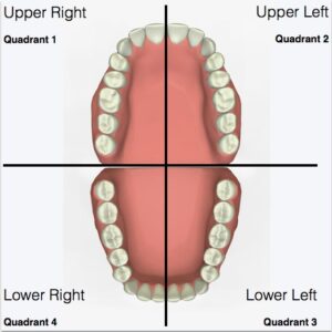 mouth quadrants to show how to improve brushing technique