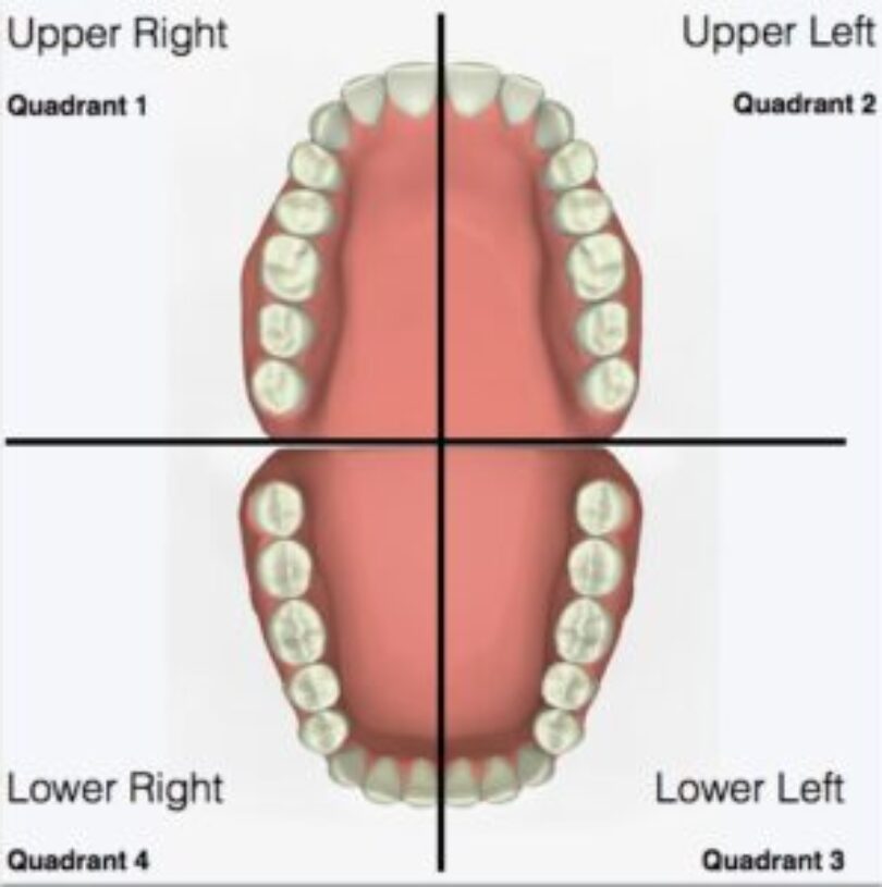 Diagram showing the four quadrants of the mouth